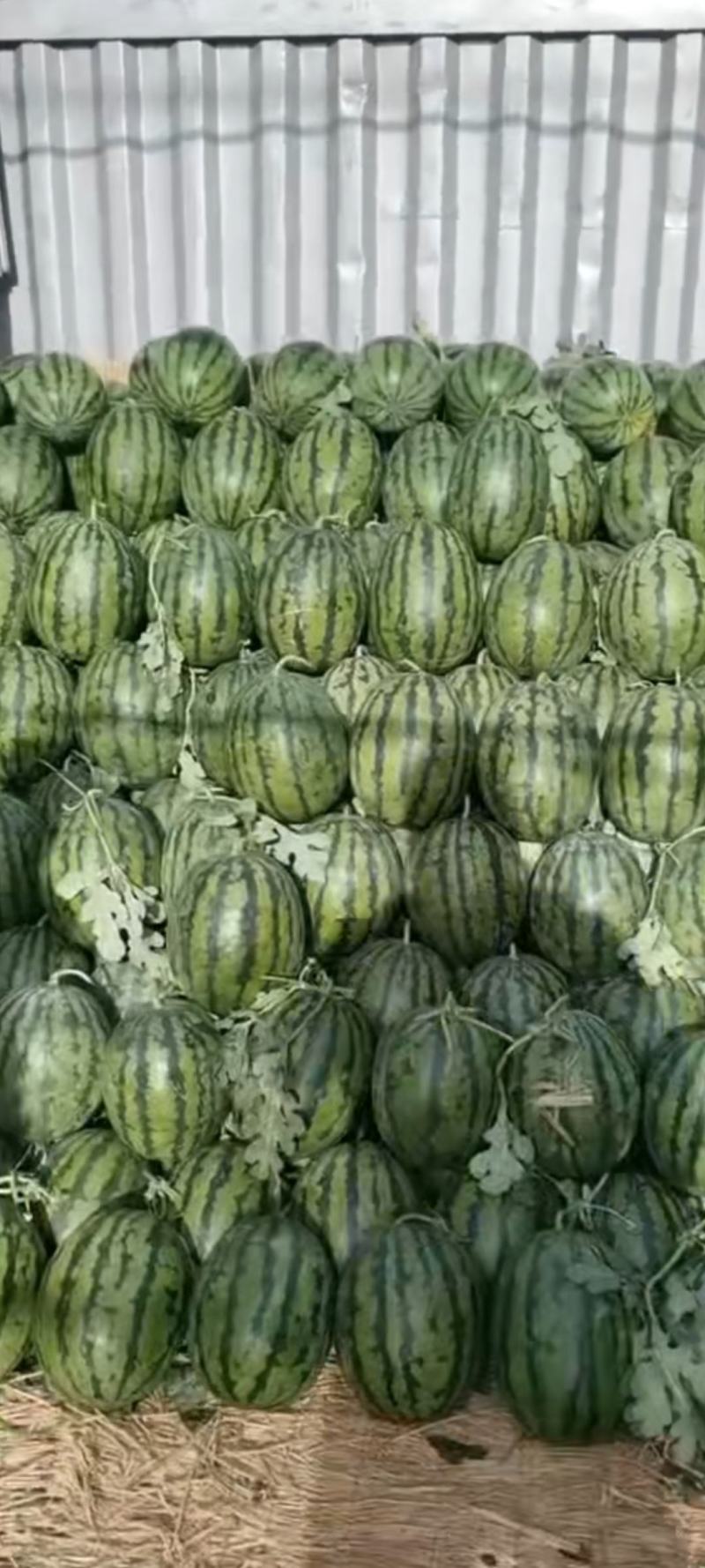 泗水西瓜