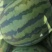 泗水西瓜