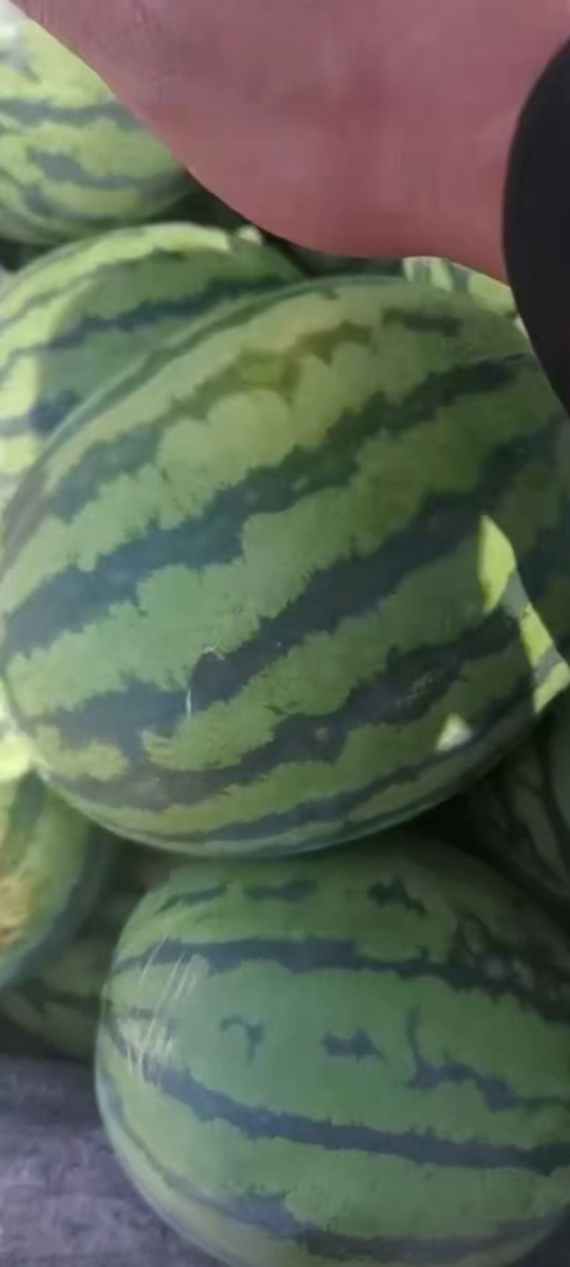 泗水西瓜