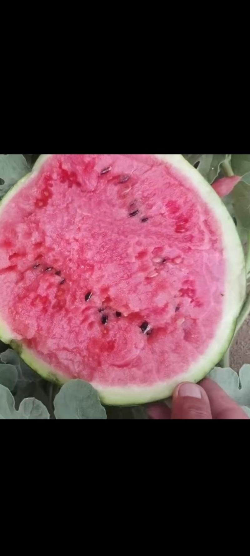 泗水西瓜
