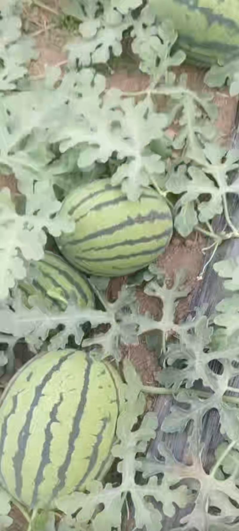 泗水西瓜