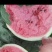 泗水西瓜