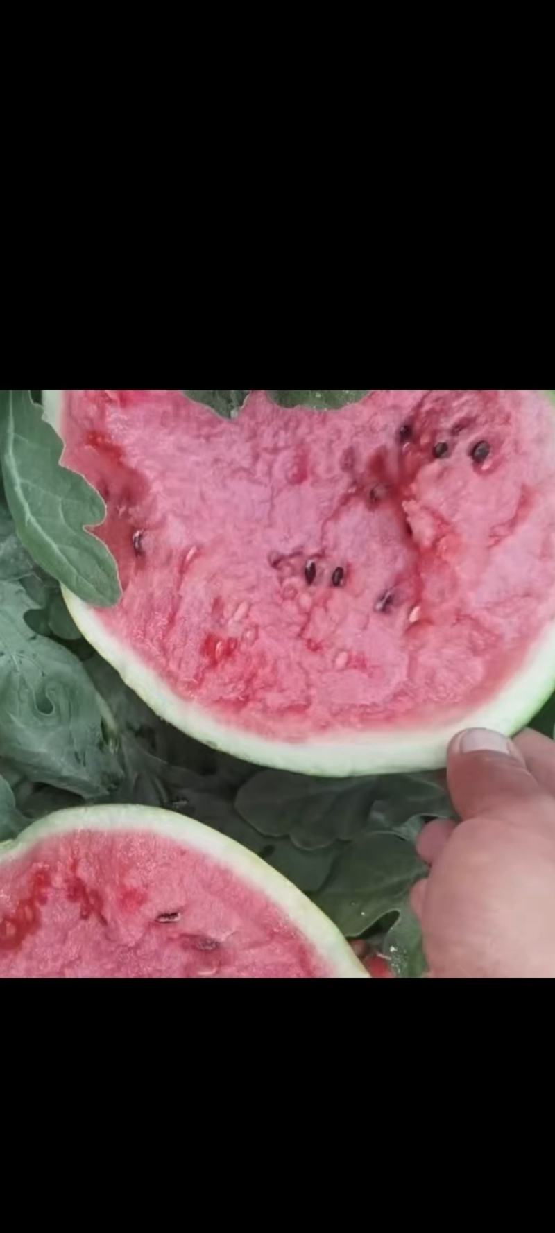 泗水西瓜
