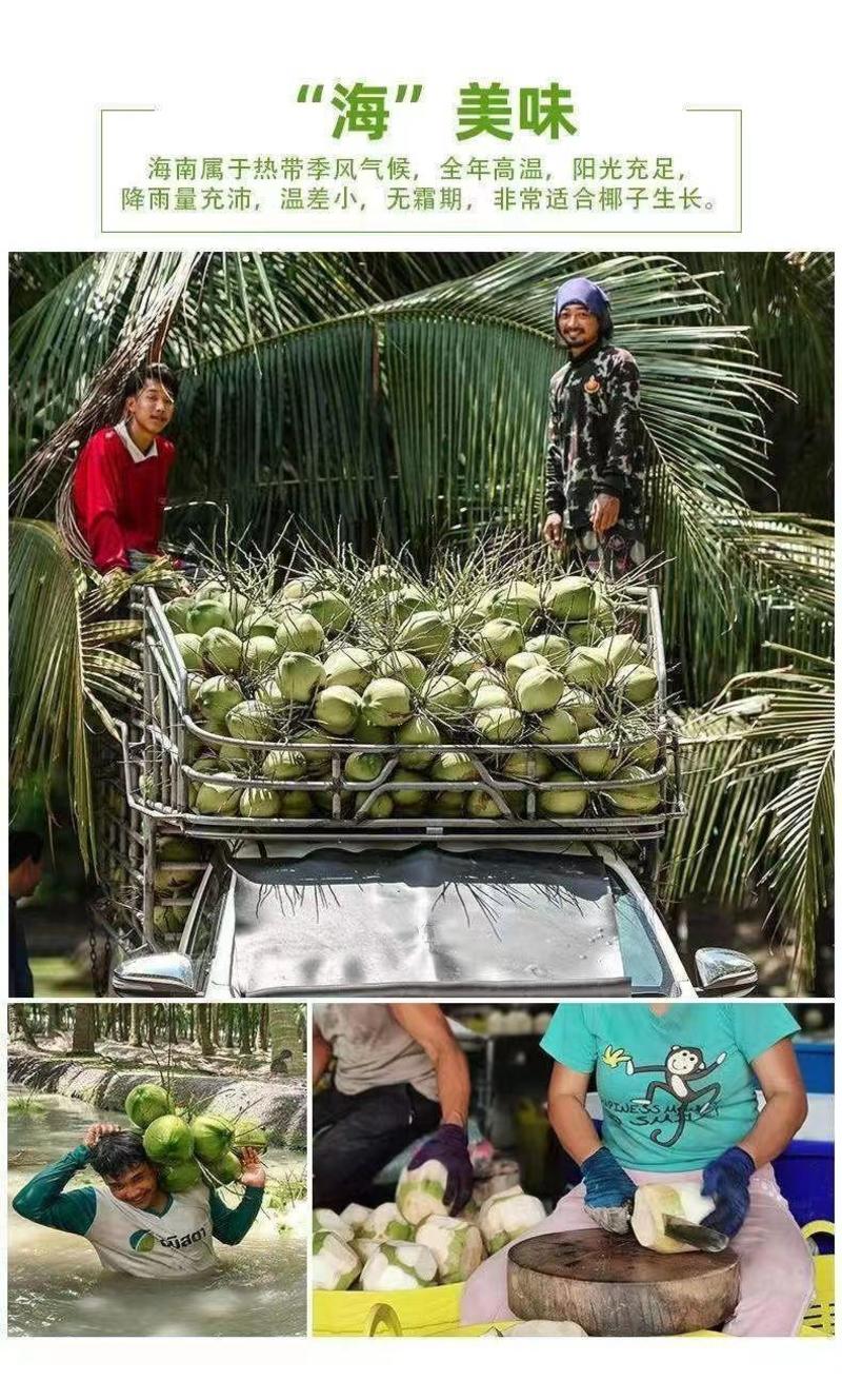 海南椰子基地直发一手货源量大从优欢迎采购下单