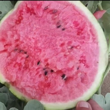 泗水西瓜