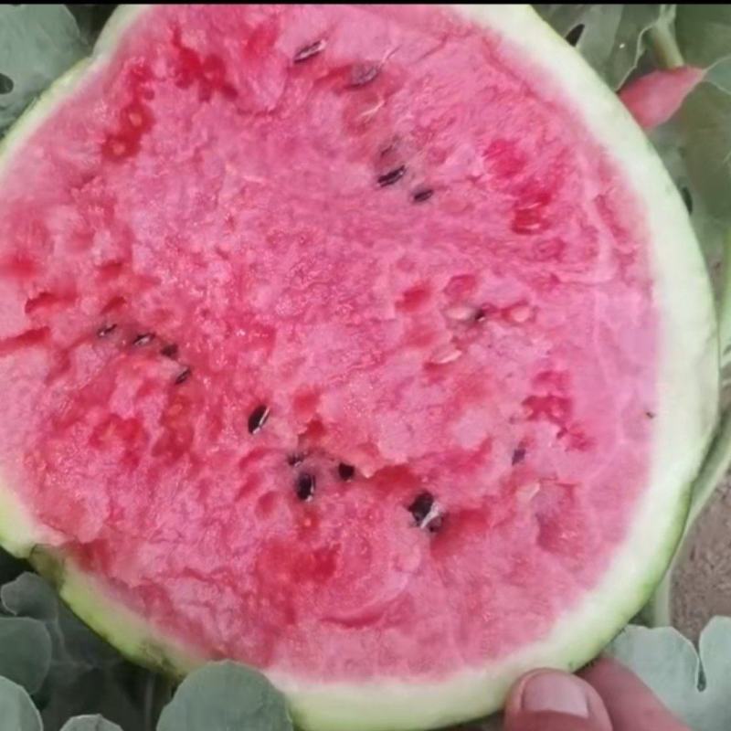 泗水西瓜