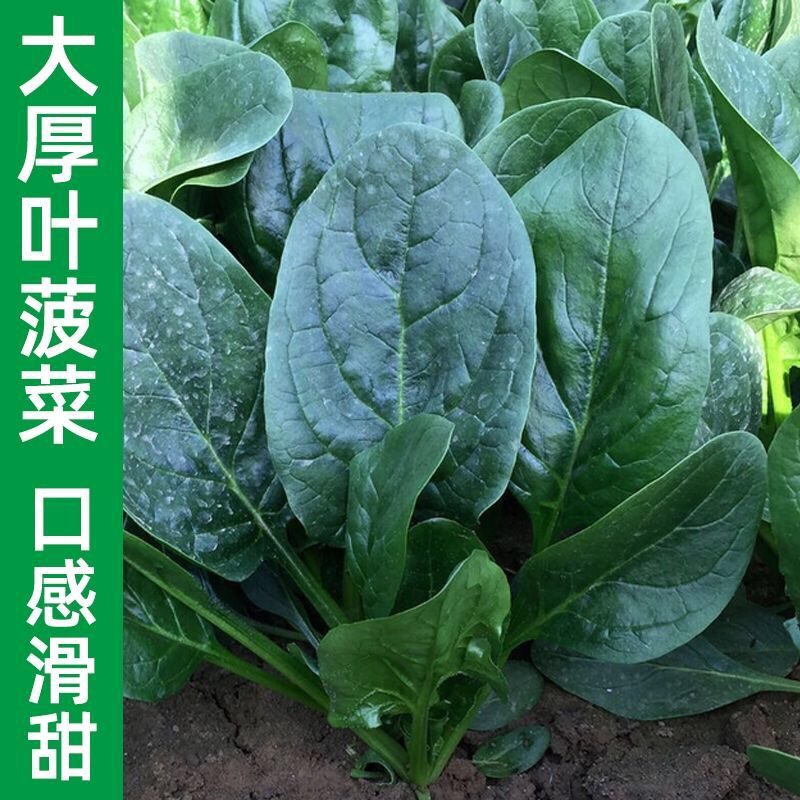 凌海大叶菠菜产地供货对接市场商超量大