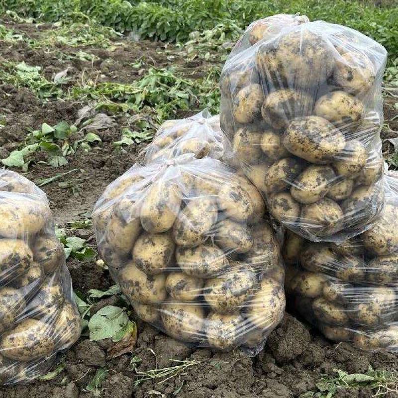 湖北黄皮黄心土豆大量上市