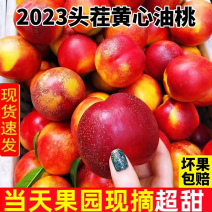 【安徽砀山黄心油桃】2023年头茬，当天现采现摘