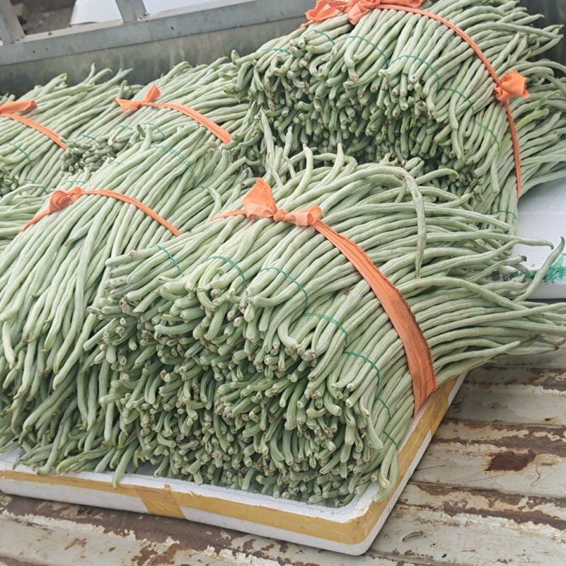 横县白豆角大量上市，欢迎合作共赢