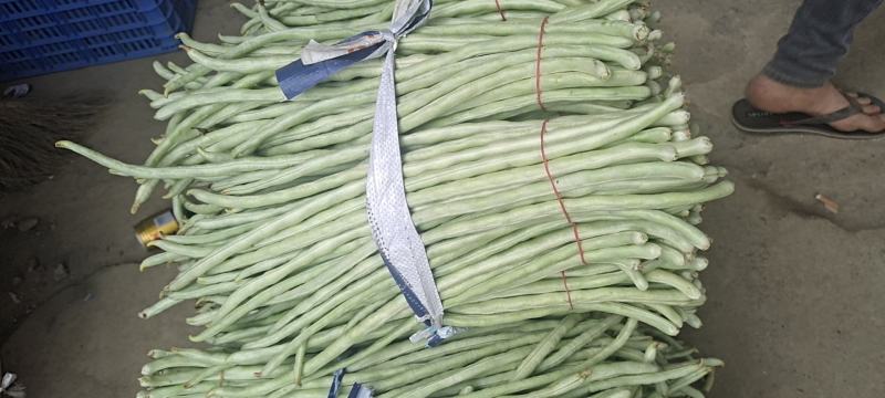 横县白豆角大量上市，欢迎合作共赢