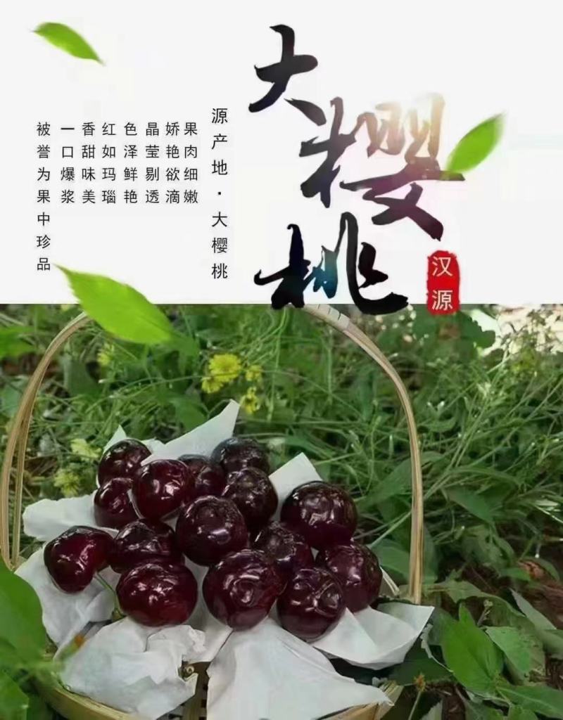 优质车厘子，四川雅安水果之乡，欢迎各位朋友咨询