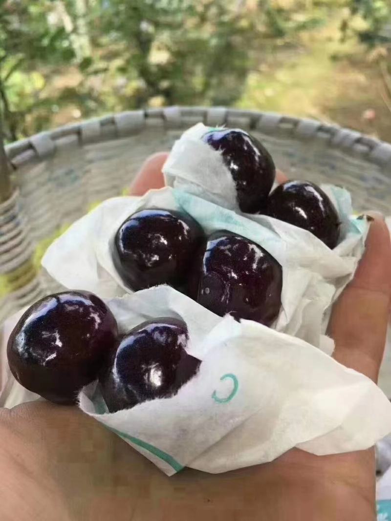 优质车厘子，四川雅安水果之乡，欢迎各位朋友咨询