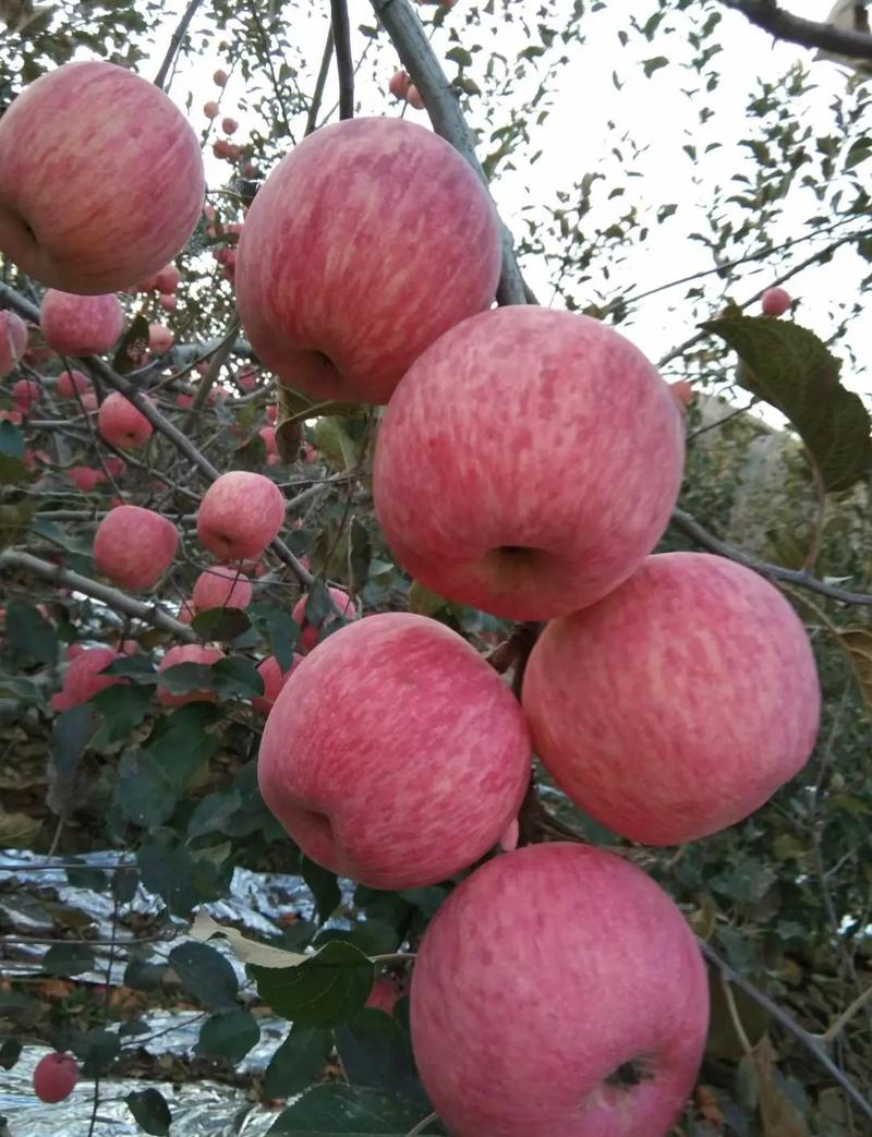 红富士苹果山东苹果精品通货高次规格全随到随装