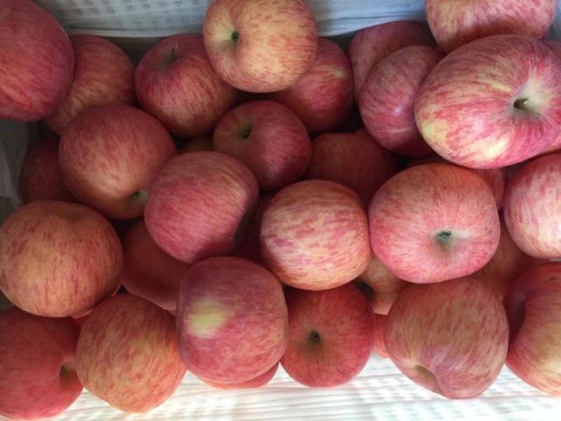 红富士苹果山东苹果精品通货高次规格全随到随装