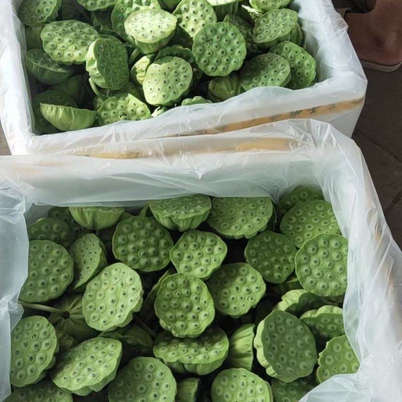 北京鲜莲蓬大量供应，原产地直发青莲蓬，嫩莲蓬