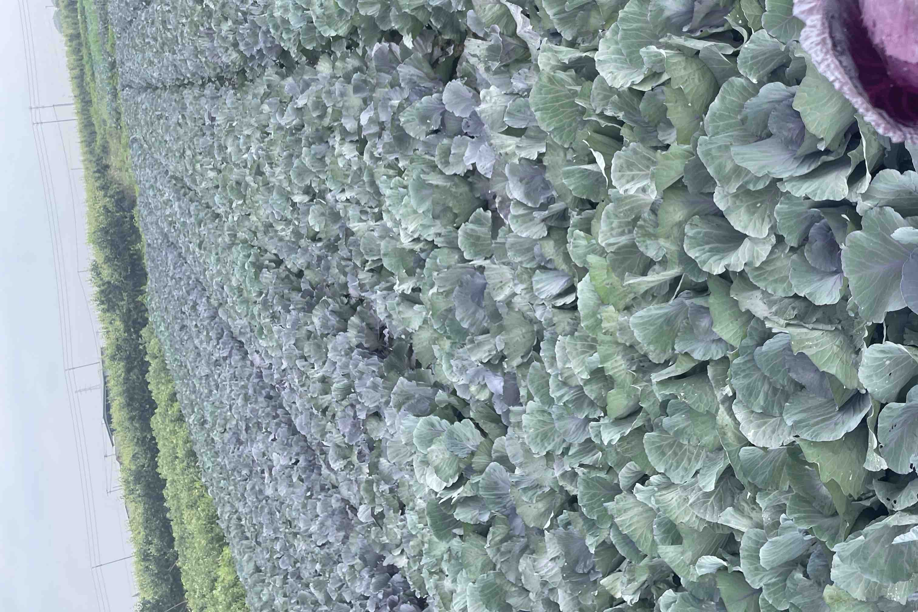 羽衣甘蓝制作成绿色蔬果汁的场景图