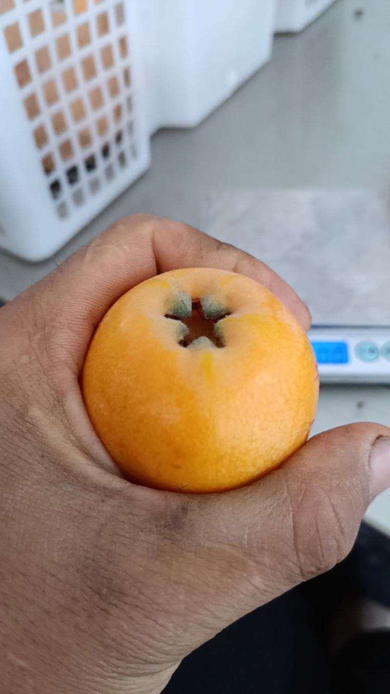 大五星枇杷