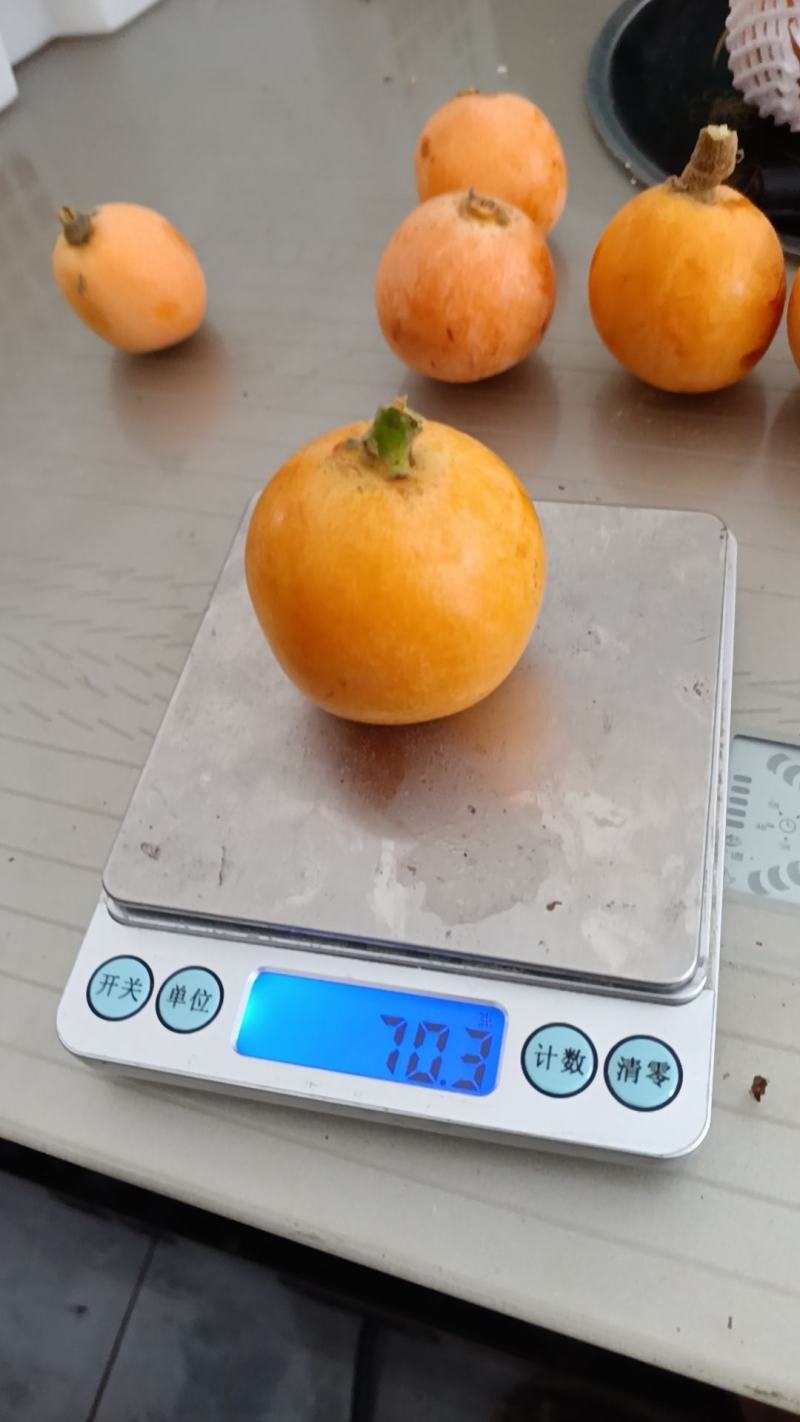 大五星枇杷