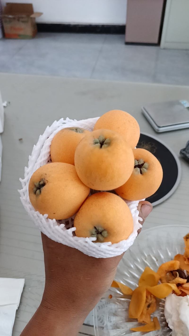 大五星枇杷
