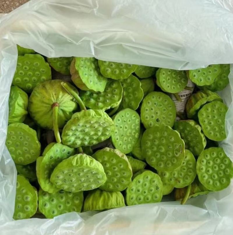 上海鲜莲蓬大量供应产地直发青莲蓬嫩莲蓬发货