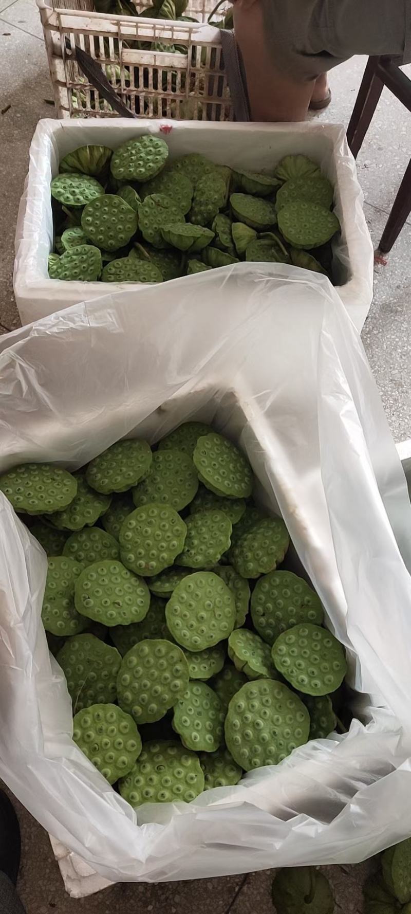 上海鲜莲蓬大量供应产地直发青莲蓬嫩莲蓬发货