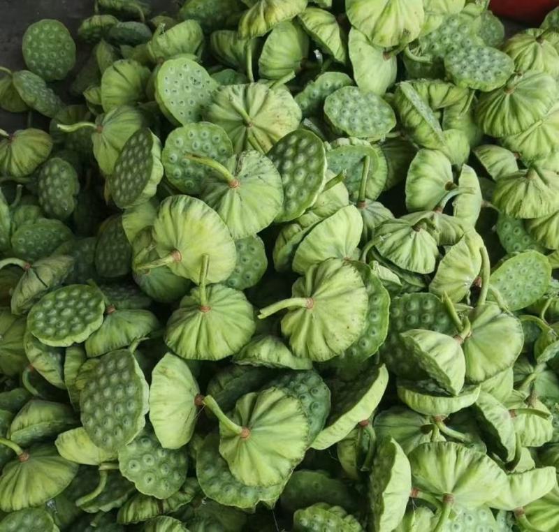 上海鲜莲蓬大量供应产地直发青莲蓬嫩莲蓬发货