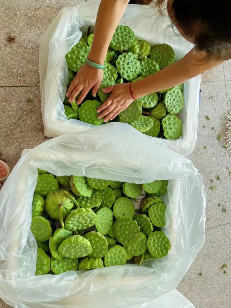 上海鲜莲蓬大量供应产地直发青莲蓬嫩莲蓬发货