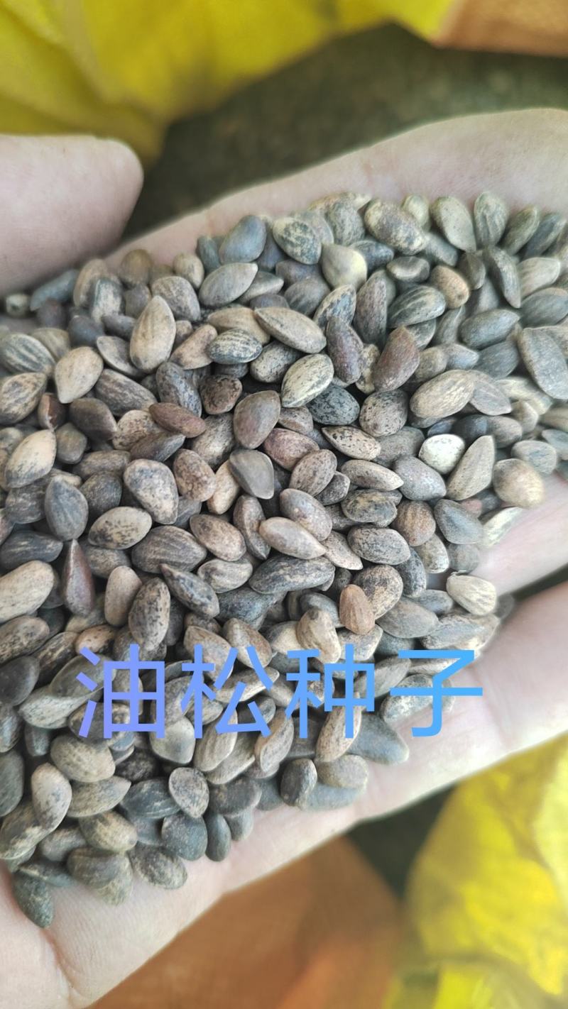 油松种子，松树籽，松子，种子出自本地油松基地，当年新货！