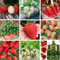 新品种妙香七号草莓苗价格提供技术指导签合同保品种