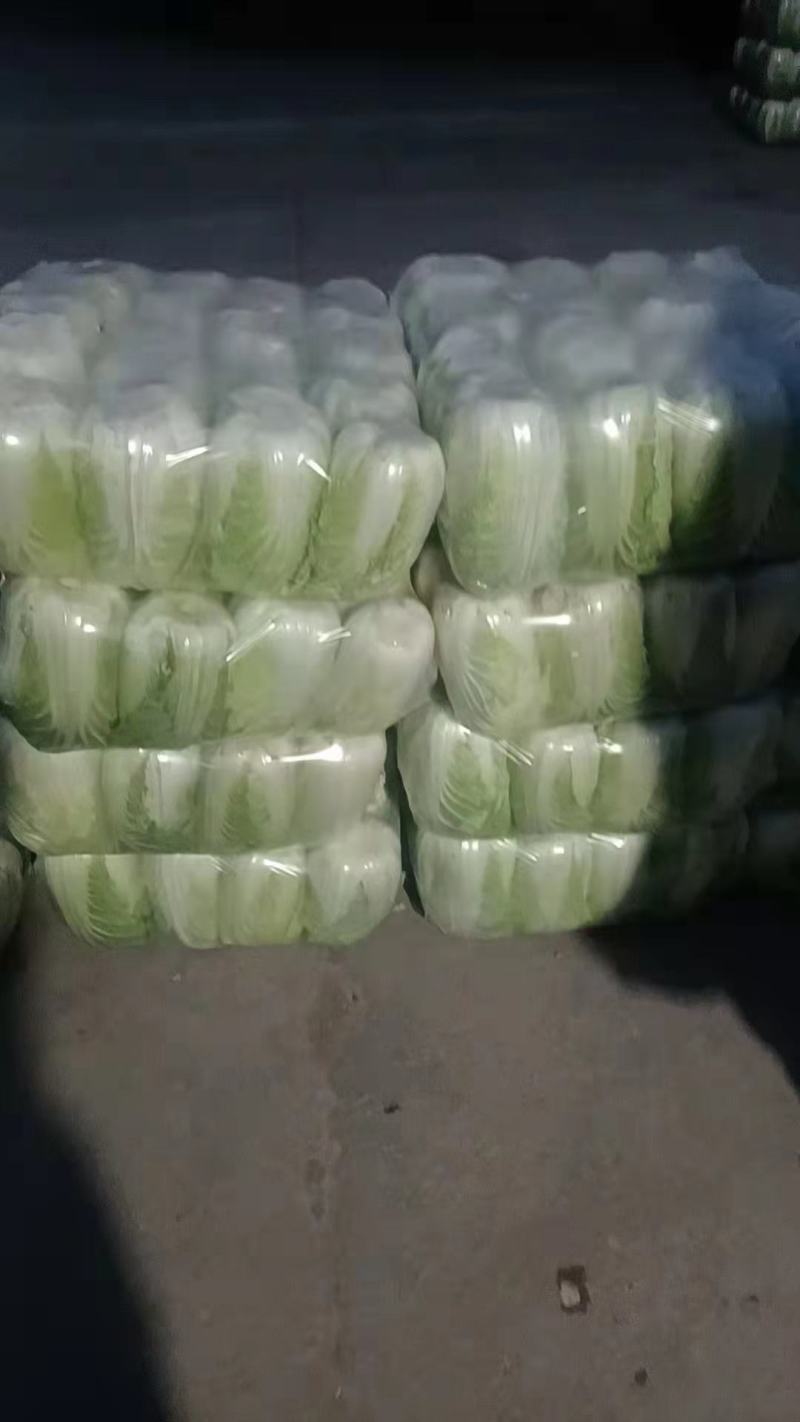 精品娃娃菜，高原夏菜，现砍现装，物超所值，