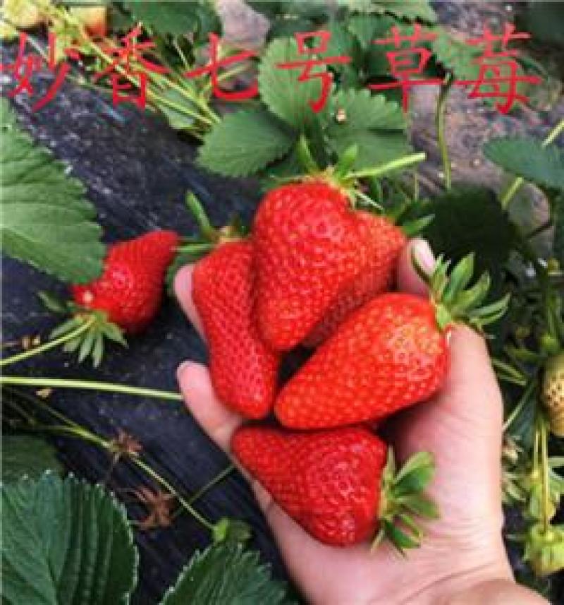 新品种妙香七号草莓苗价格提供技术指导签合同保品种