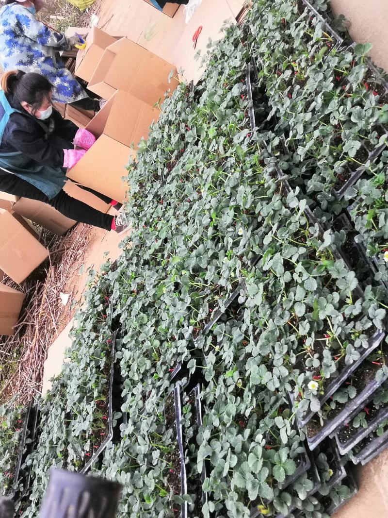 新品种妙香七号草莓苗价格提供技术指导签合同保品种