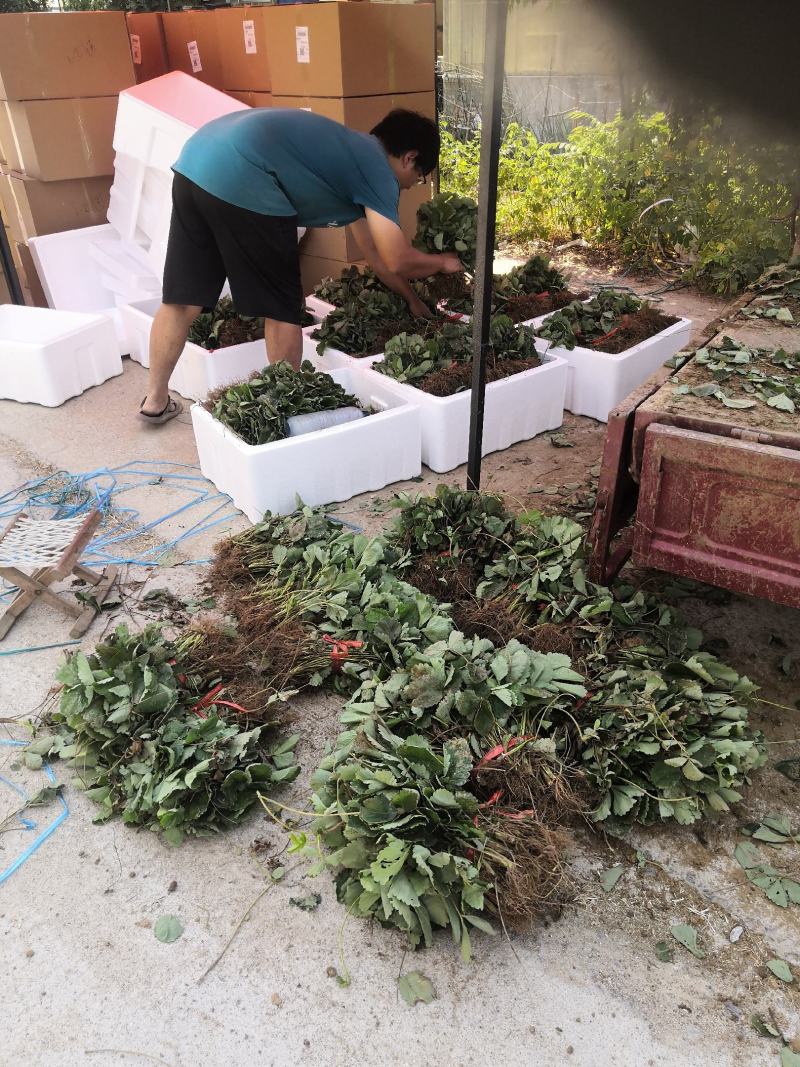 新品种妙香七号草莓苗价格提供技术指导签合同保品种