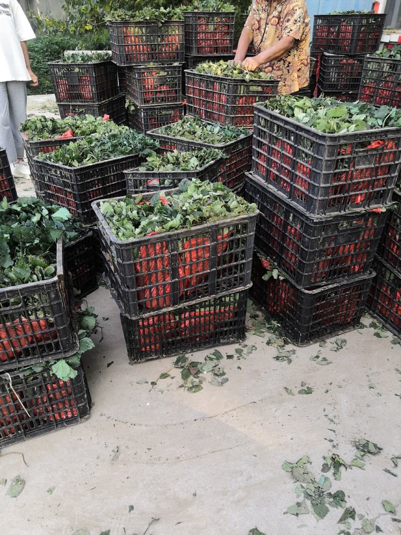 新品种妙香七号草莓苗价格提供技术指导签合同保品种