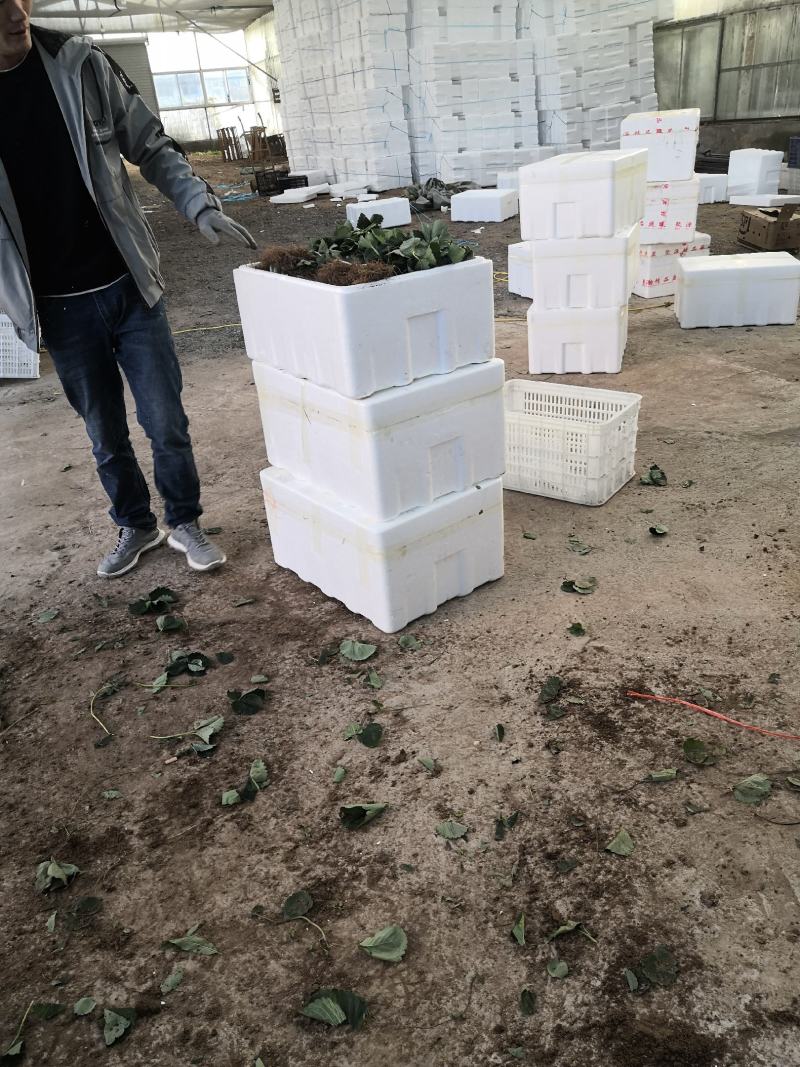 新品种妙香七号草莓苗价格提供技术指导签合同保品种