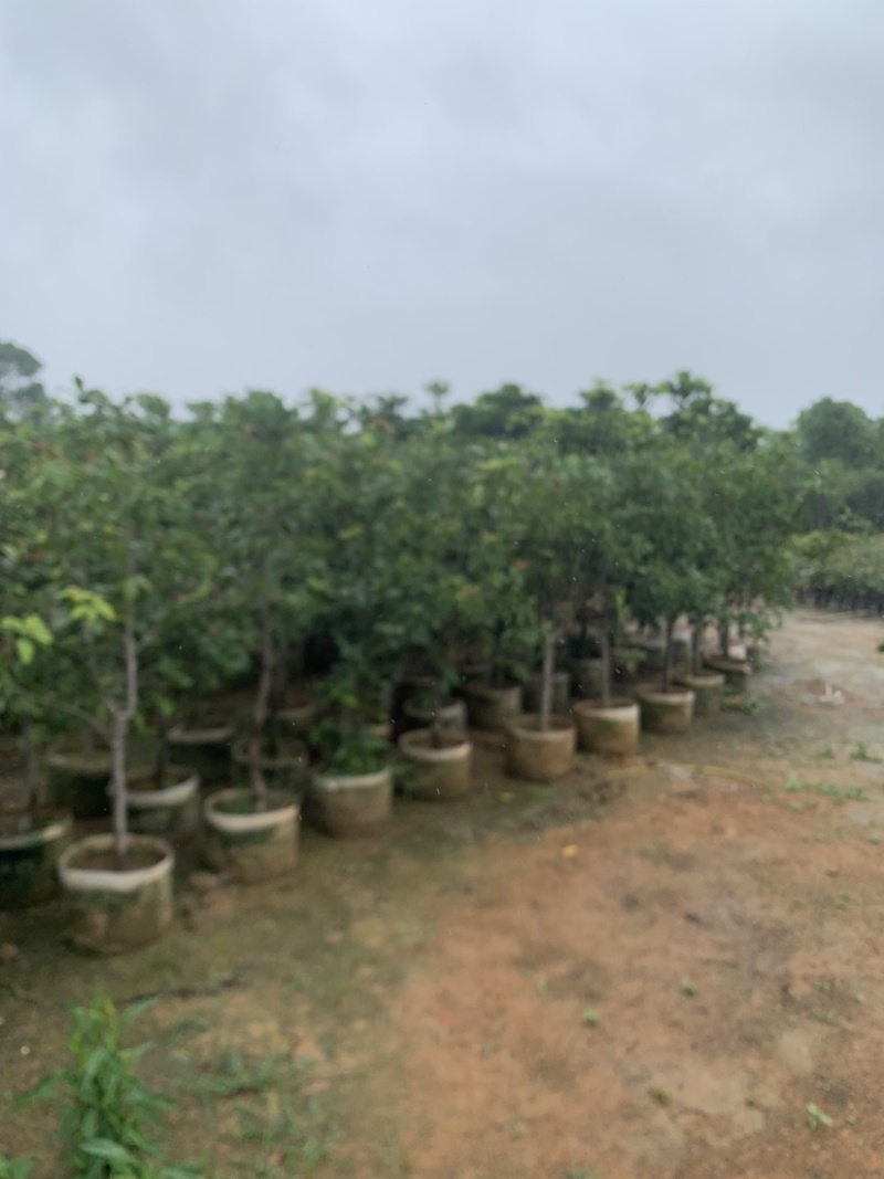 桂花头径1-8公分高度1米-3米大量岀售欢迎选购