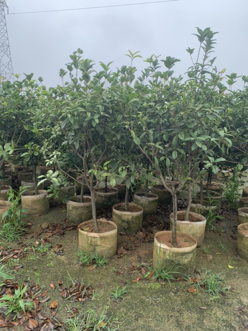 桂花头径1-8公分高度1米-3米大量岀售欢迎选购