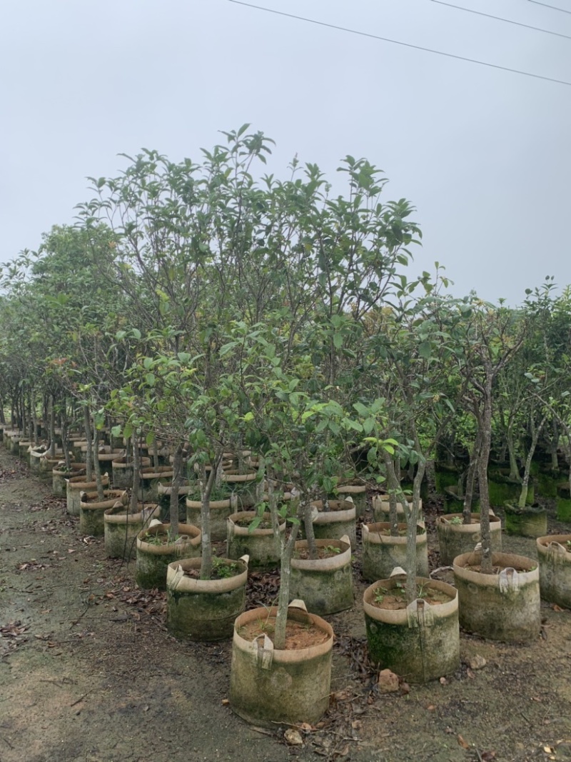 桂花头径1-8公分高度1米-3米大量岀售欢迎选购