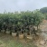 桂花头径1-8公分高度1米-3米大量岀售欢迎选购