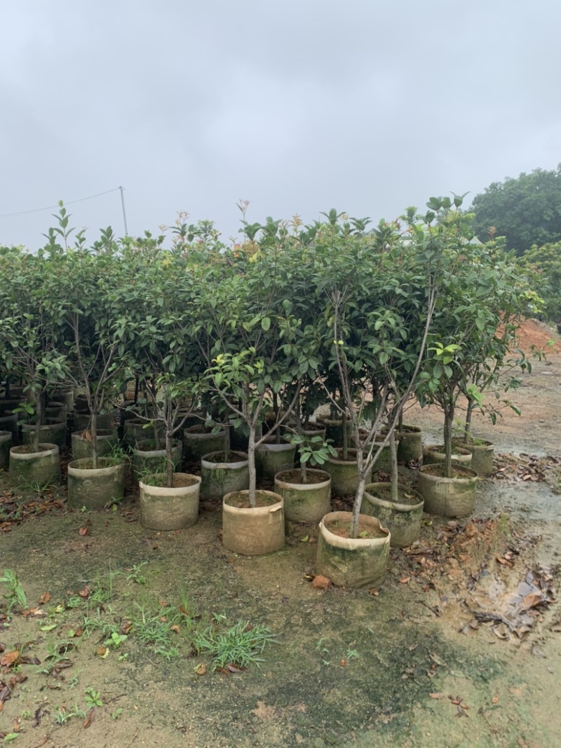 桂花头径1-8公分高度1米-3米大量岀售欢迎选购