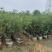 桂花头径1-8公分高度1米-3米大量岀售欢迎选购