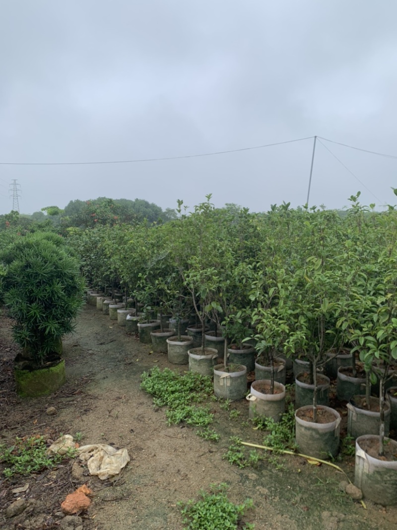 桂花头径1-8公分高度1米-3米大量岀售欢迎选购