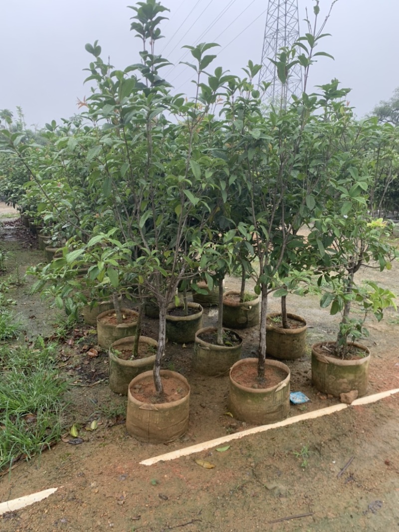 桂花头径1-8公分高度1米-3米大量岀售欢迎选购