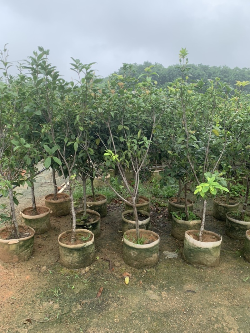桂花头径1-8公分高度1米-3米大量岀售欢迎选购
