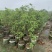 桂花头径1-8公分高度1米-3米大量岀售欢迎选购