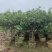 桂花头径1-8公分高度1米-3米大量岀售欢迎选购