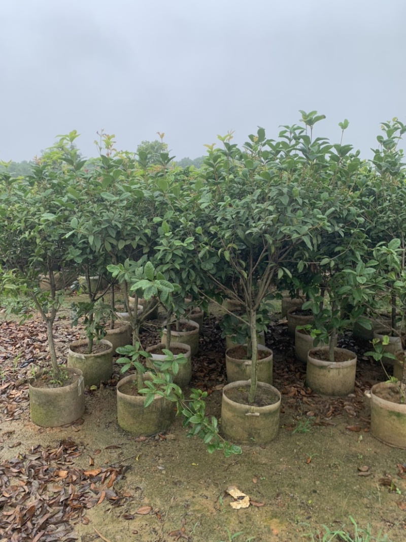 桂花头径1-8公分高度1米-3米大量岀售欢迎选购