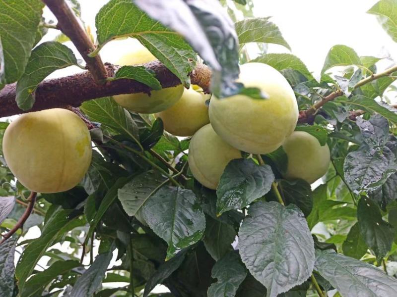 四川雅安桃花李，货源充足，保质保量，欢迎咨询