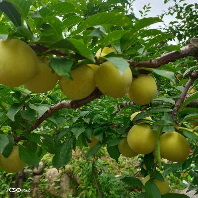 四川雅安桃花李，货源充足，保质保量，欢迎咨询